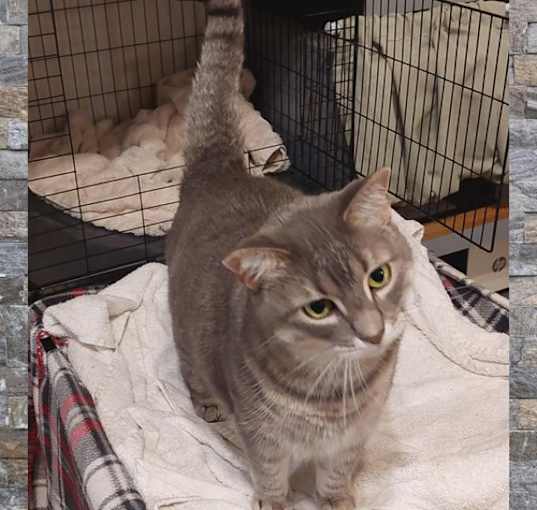 Photo of Meowlica