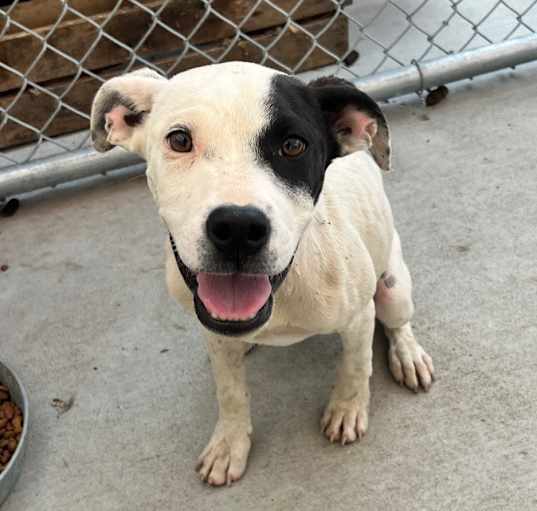 Photo of Troy (formerly Spike)