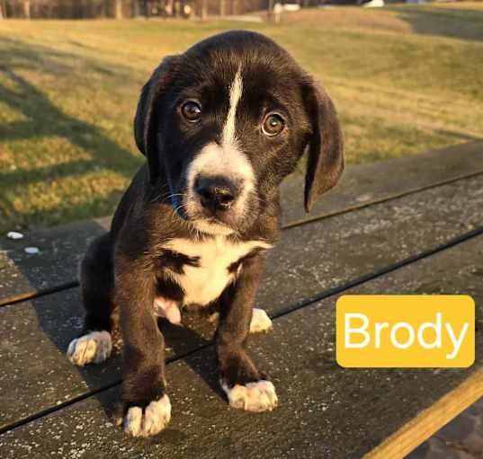 Photo of Brody