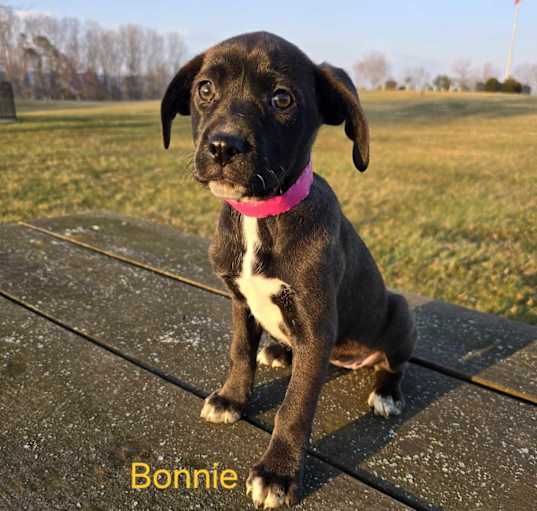 Photo of Bonnie