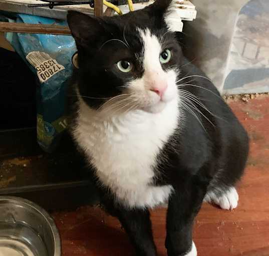 Photo of Houdini Handsome