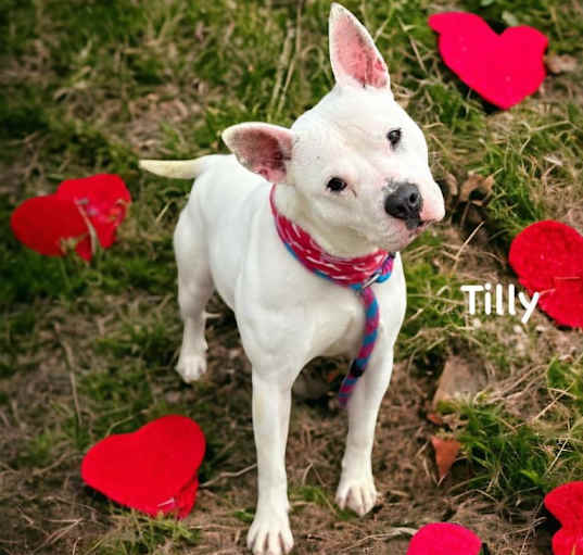 Photo of Tilly