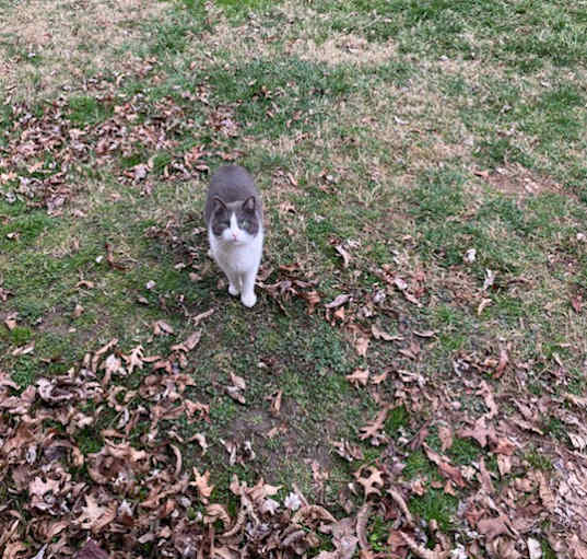 Photo of Cat