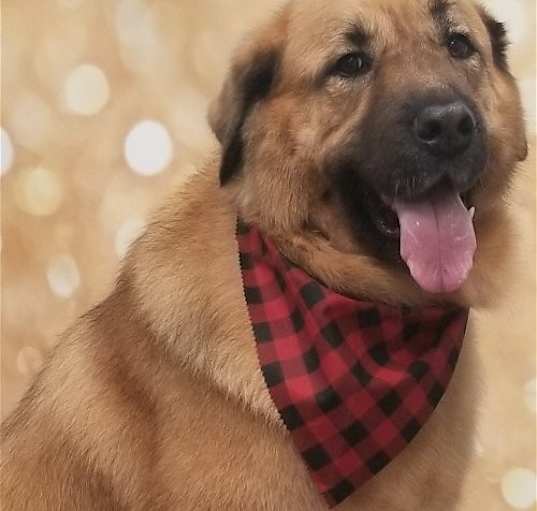 Photo of RANDY (COURTESY POST)