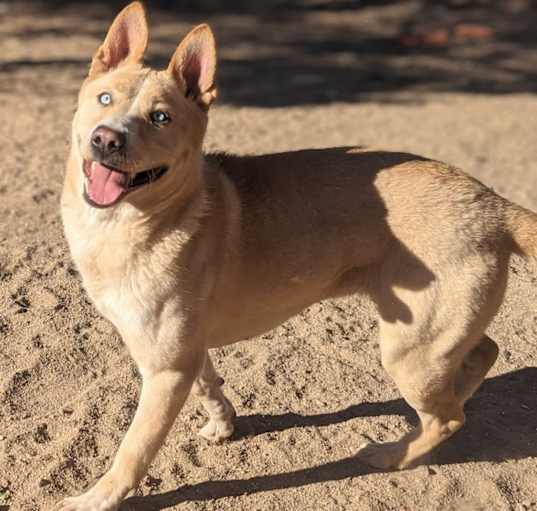 Photo of Cora