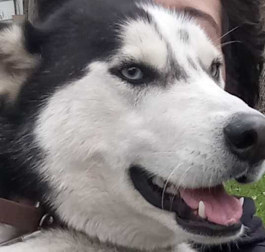 Photo of lobo