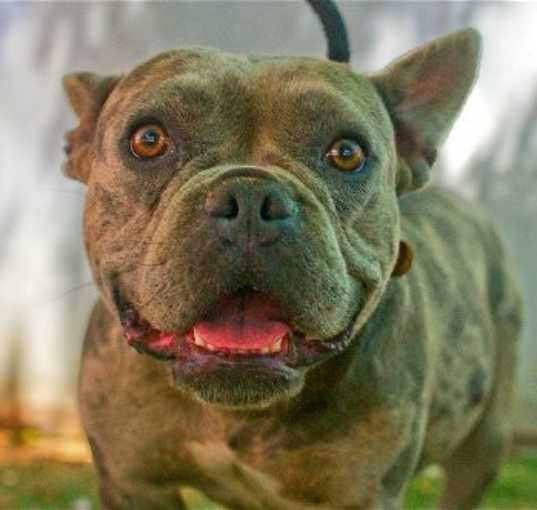 Photo of Merle