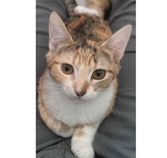 Photo of BELLA