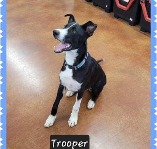 Photo of Trooper