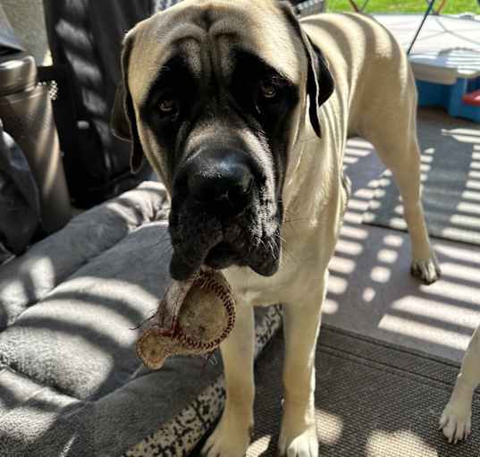 Photo of Bennie