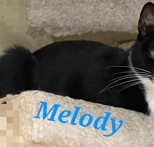 Photo of Melody