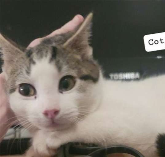 Photo of Cotton