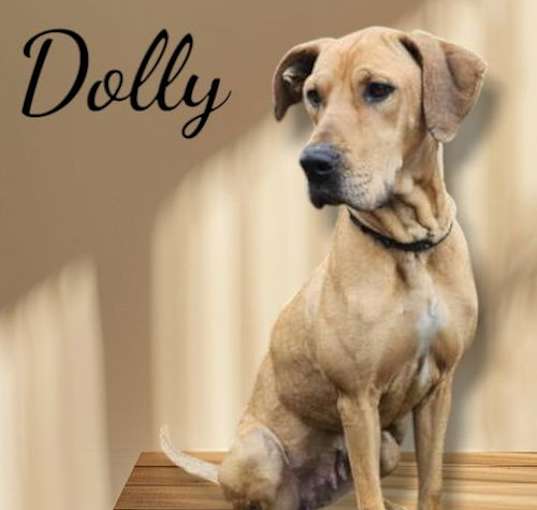 Photo of Dolly
