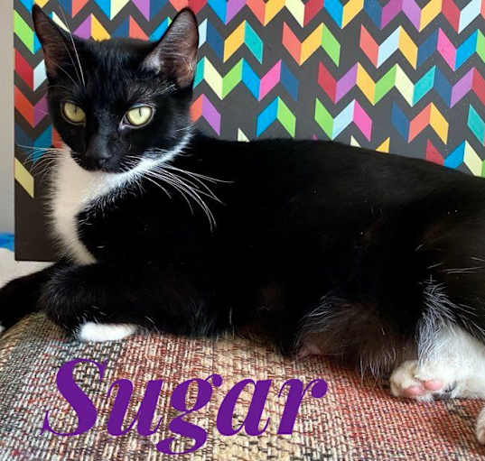 Photo of Sugar