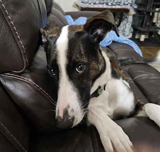 Photo of Cane