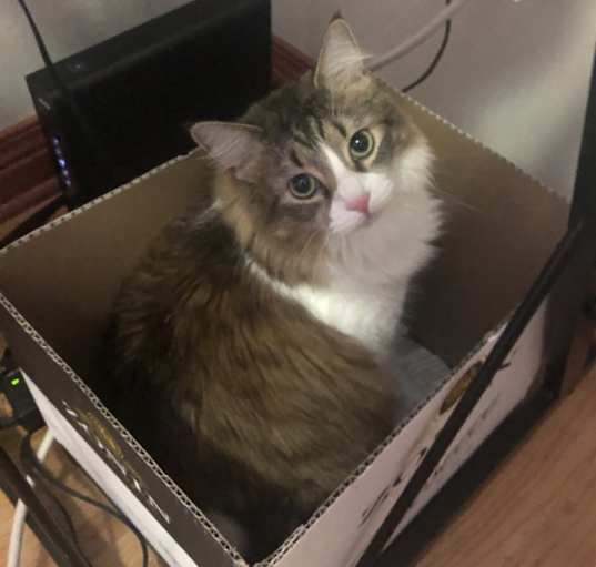 Photo of Fern
