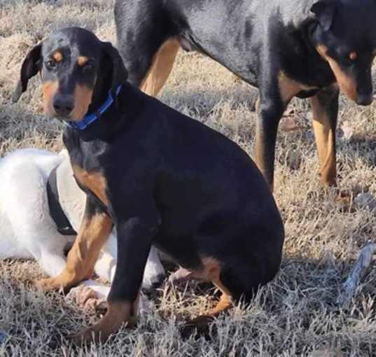 Photo of Rex