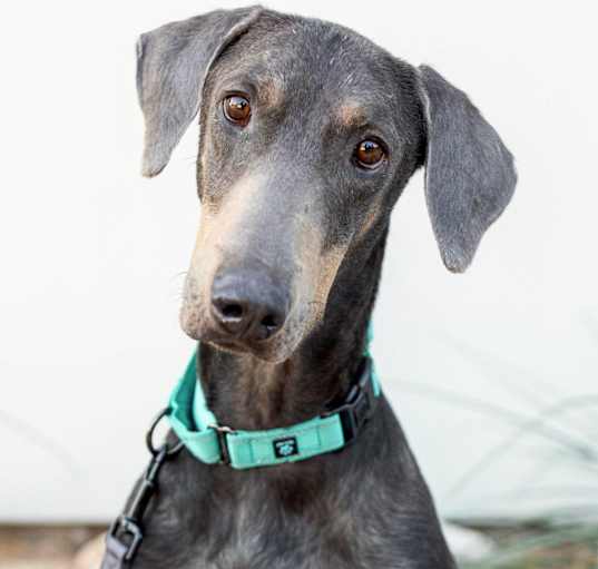 Photo of Ruger