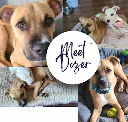 Photo of Dozer