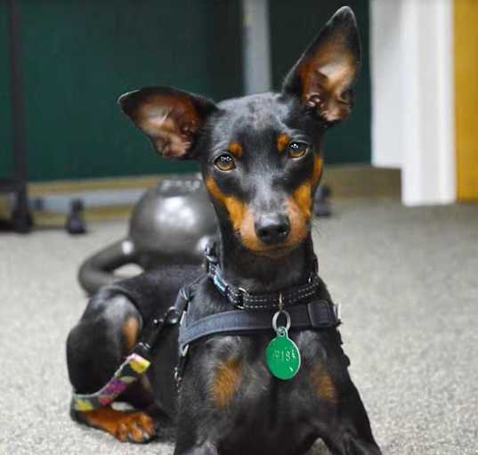 Manchester Terrier Adoption in San Francisco CA Manchester Terrier Puppies for Sale in San Francisco CA Adoptapet