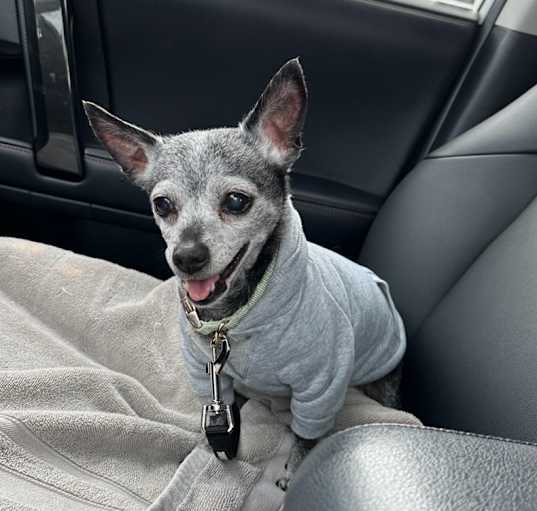 Photo of Honeybun