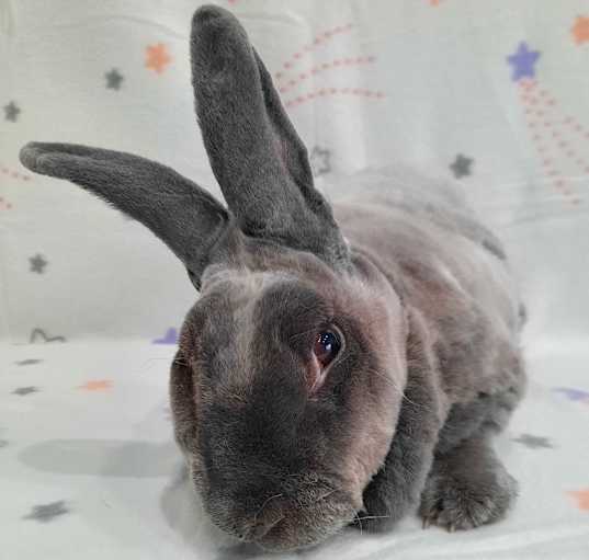 Photo of Suki