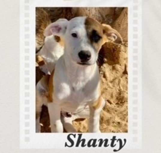 Photo of Shanty