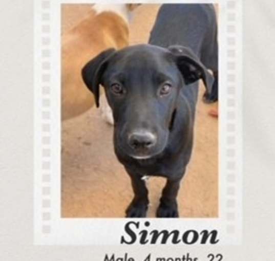 Photo of Simon