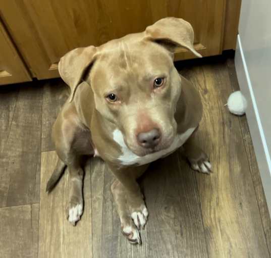 Photo of Lady