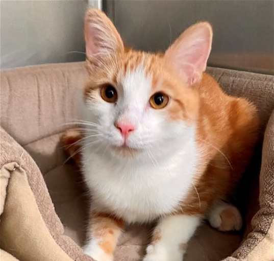 Photo of Sheldon