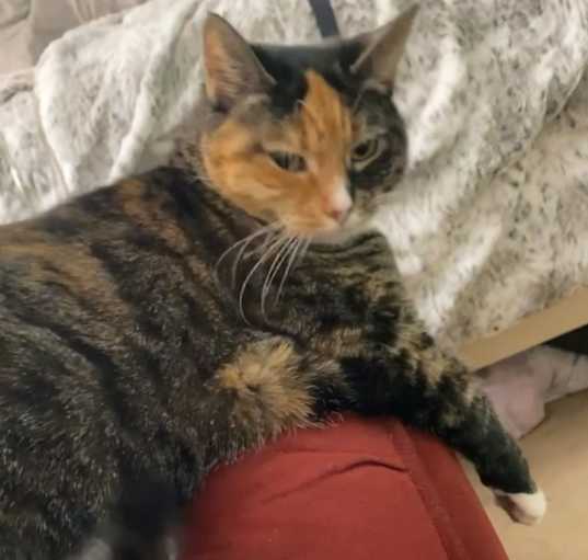 Photo of Harley