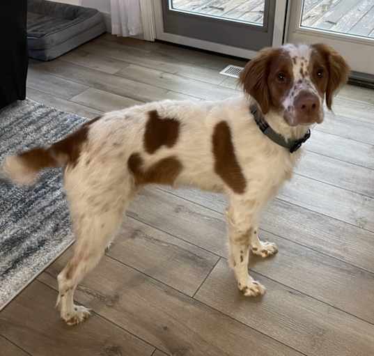 Photo of Tucker