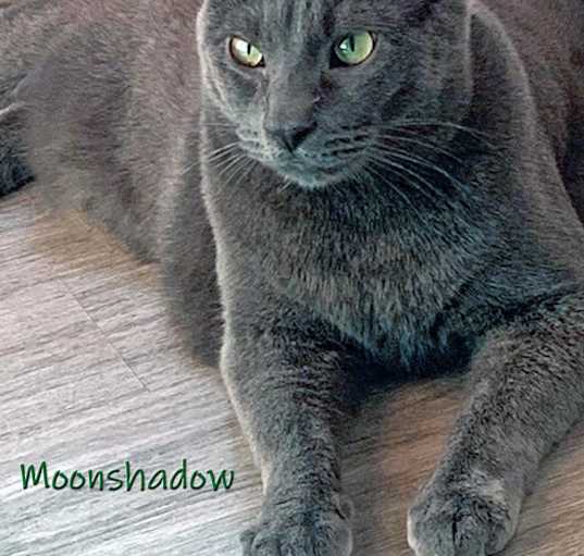 Photo of Moonshadow