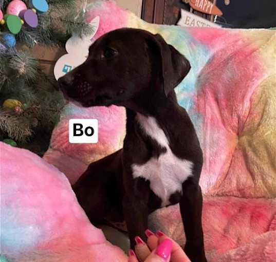 Photo of Bo