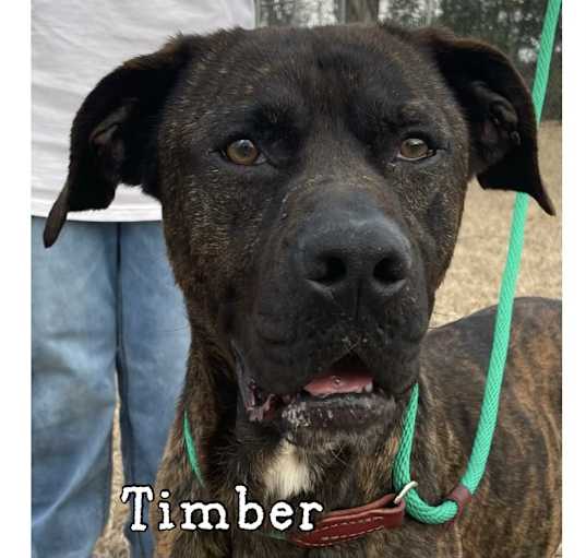 Photo of Timber