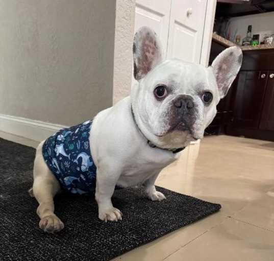 Photo of Bruno