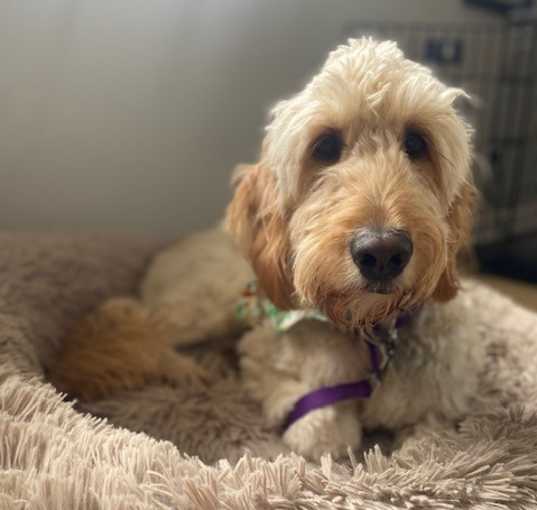 Photo of Ivy