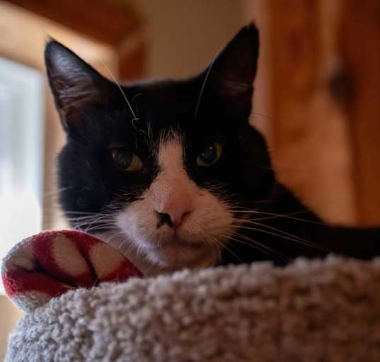 Photo of Buck (FIV+)
