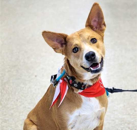 Photo of Remy (formerly Caramel)