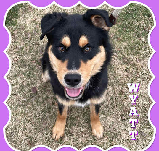 Photo of Wyatt