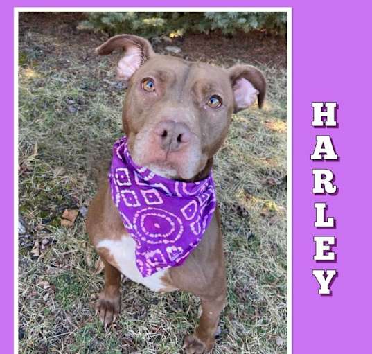 Photo of Harley