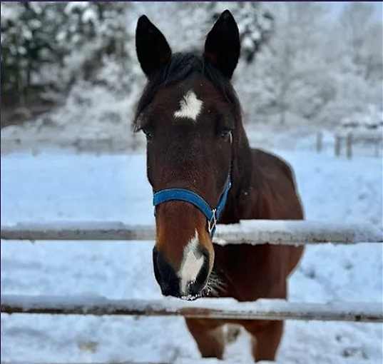 Photo of Alpine Thunder