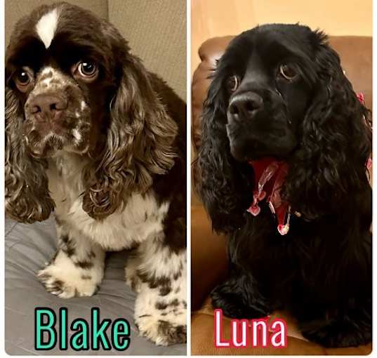 Photo of LUNA & BLAKE