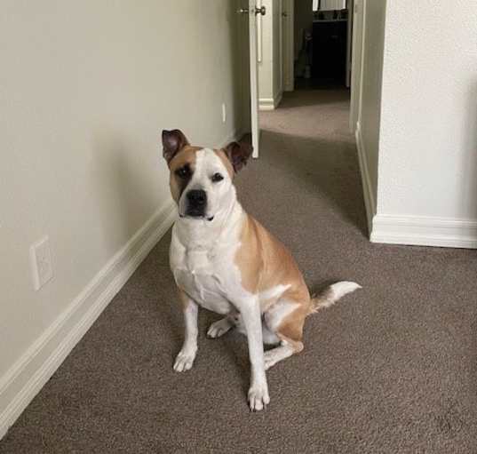 Photo of Daisy