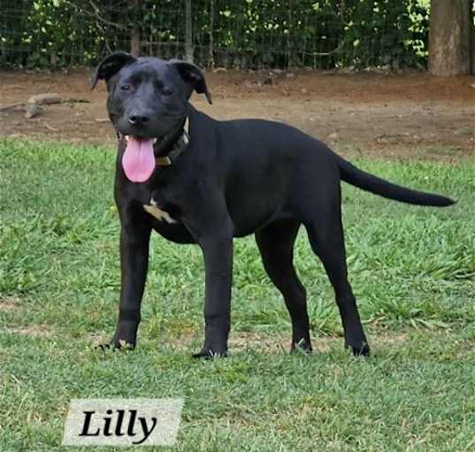 Photo of Lilly