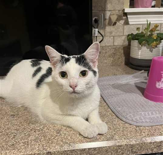 Photo of Sugar