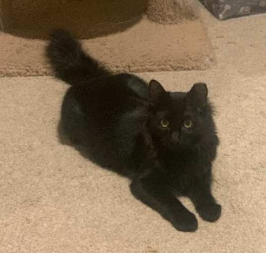 Photo of Jinx