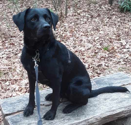 Photo of Ebony