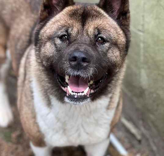 Photo of Coco 2