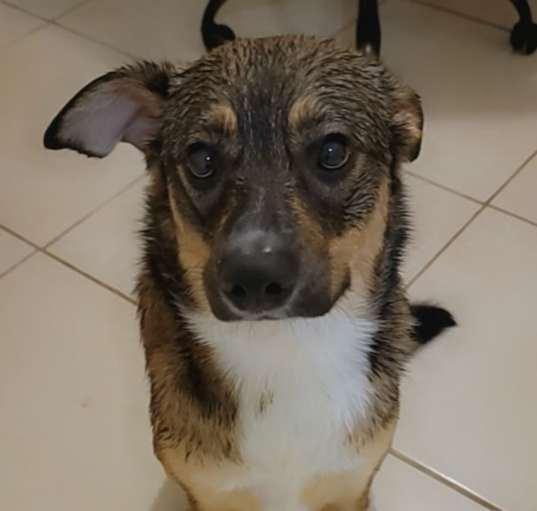 Photo of Luna